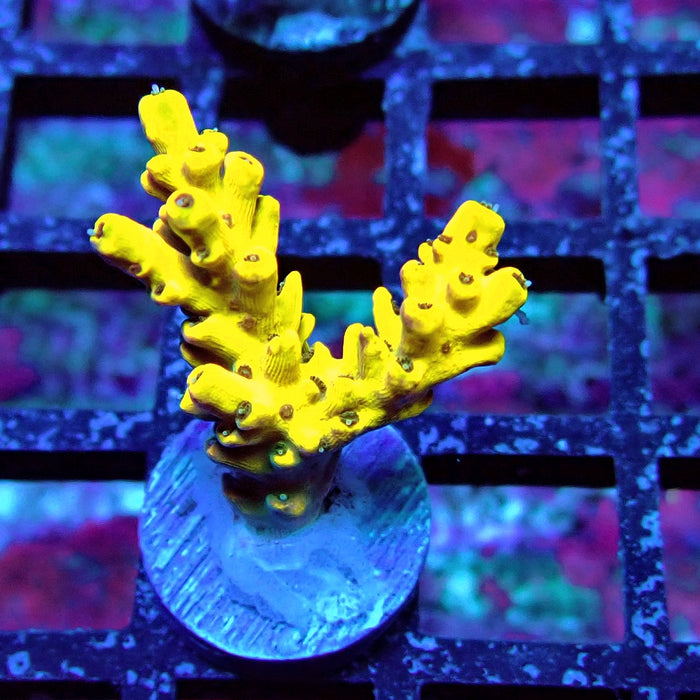 Super Yellow Pikachu Acro