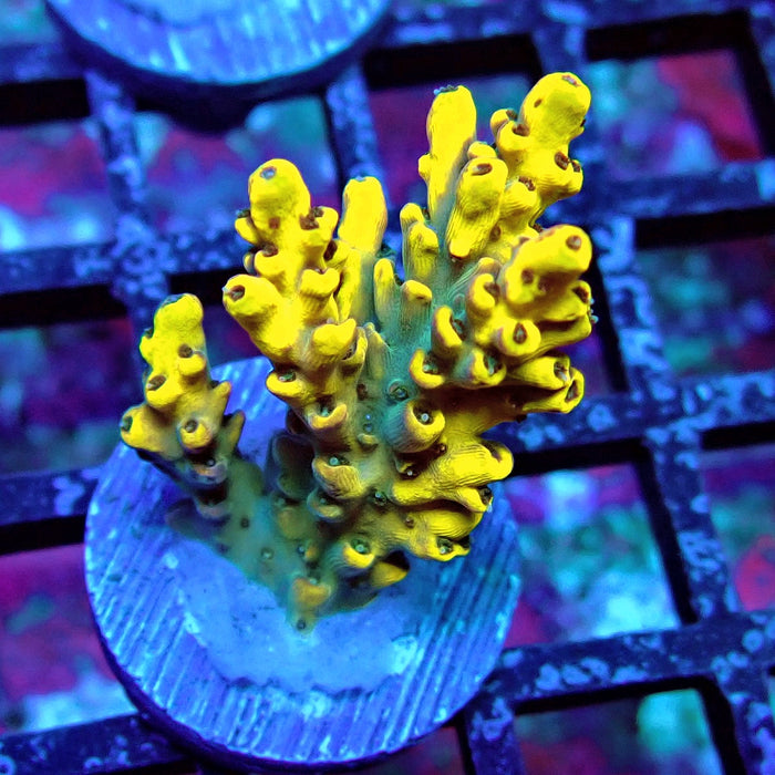 Super Yellow Pikachu Acro