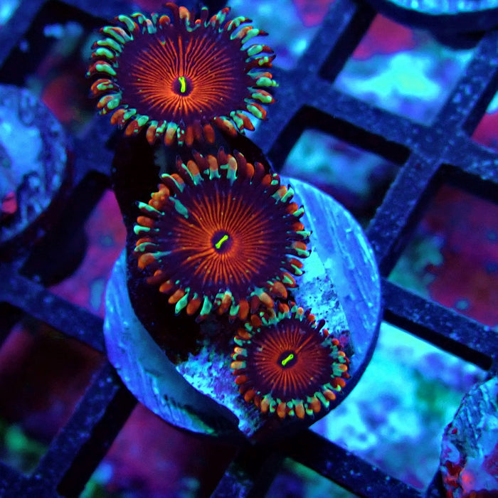 Ultra Zoas Frag