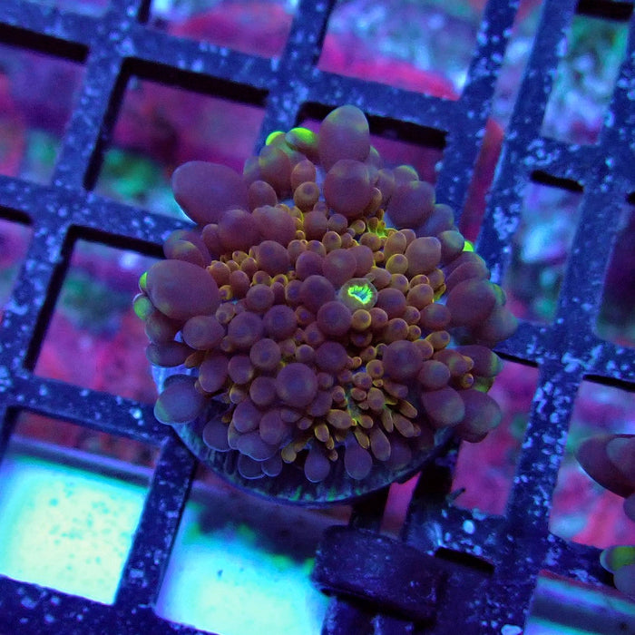 Ricordea Yuma Mushroom