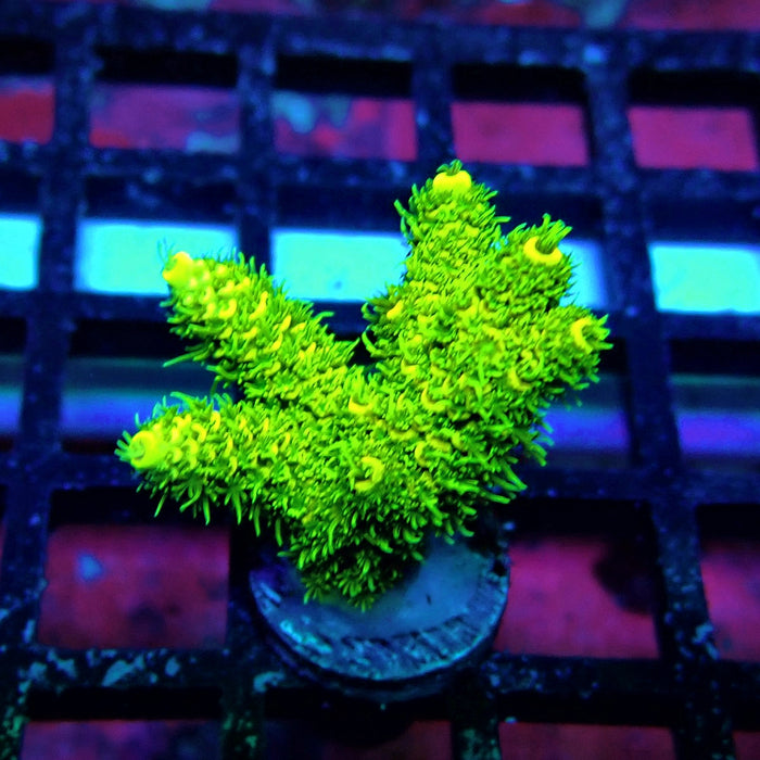 Sunset Millepora Acro