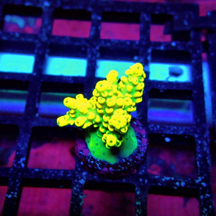 Super Yellow Pikachu Acro