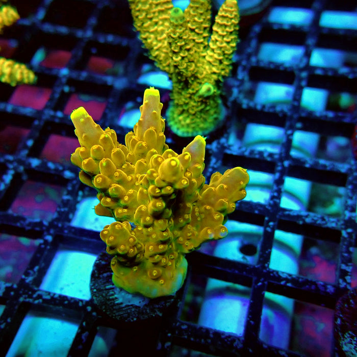 Golden Phoenix Acro