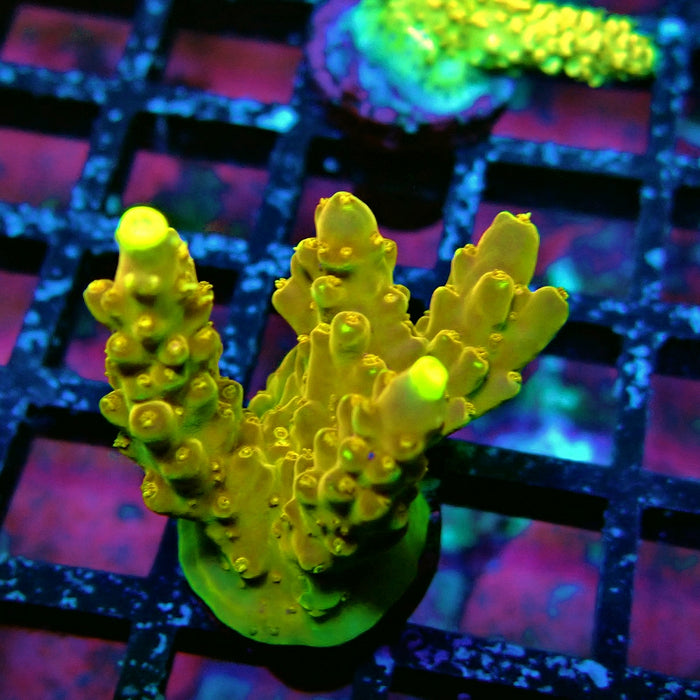 Golden Phoenix Acro