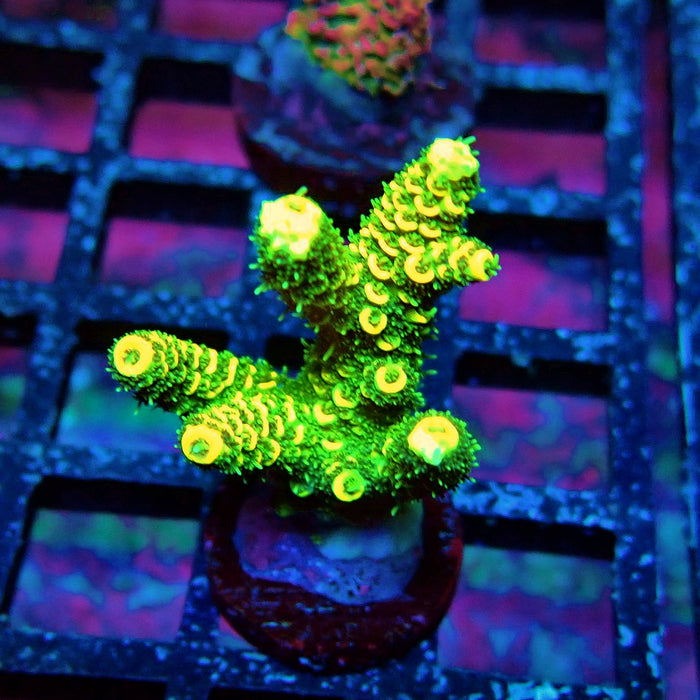 Sunset Millepora Acro