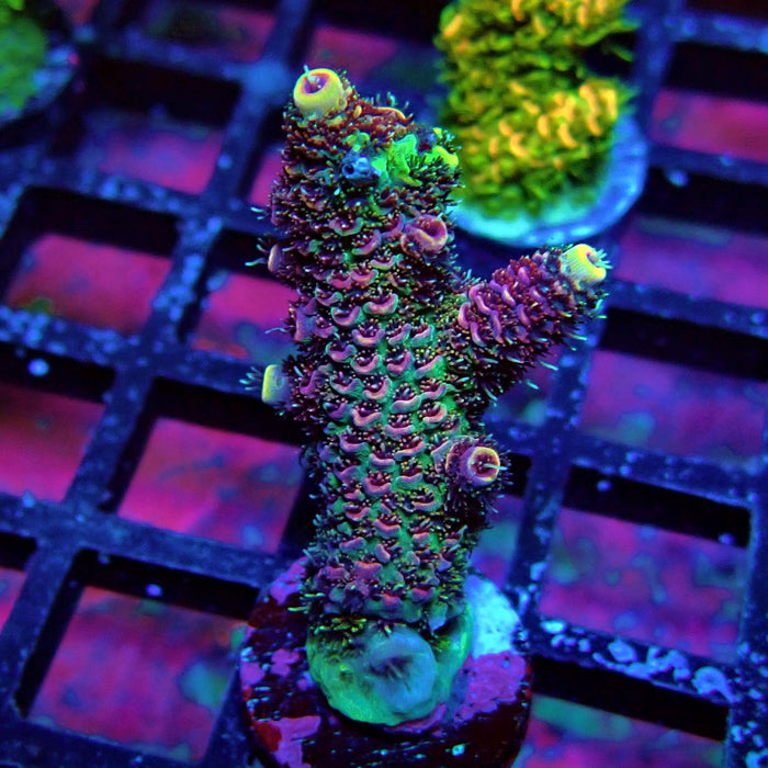 Triple Crazy Contrast Mille Acro