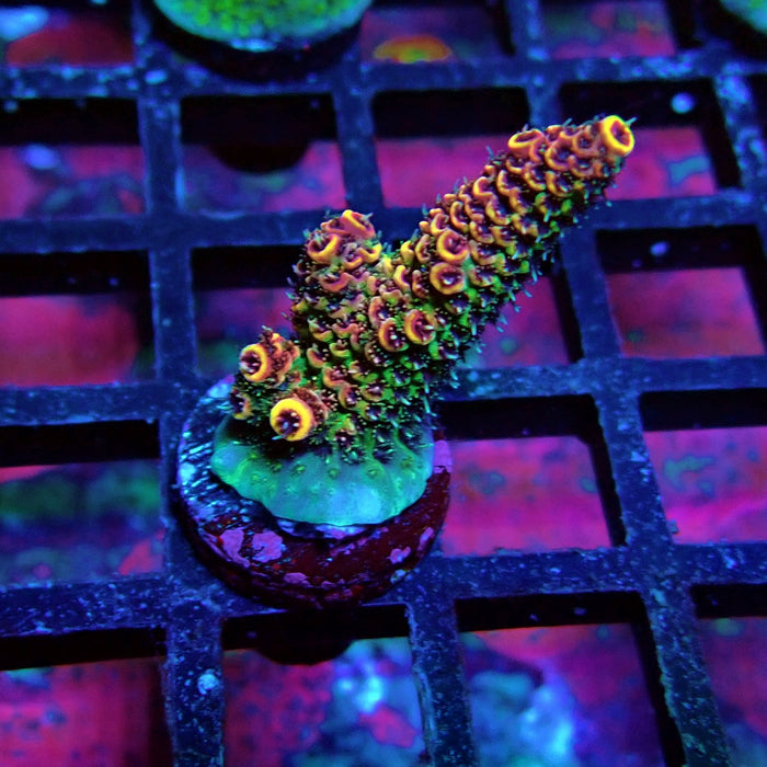 Triple Crazy Contrast Mille Acro