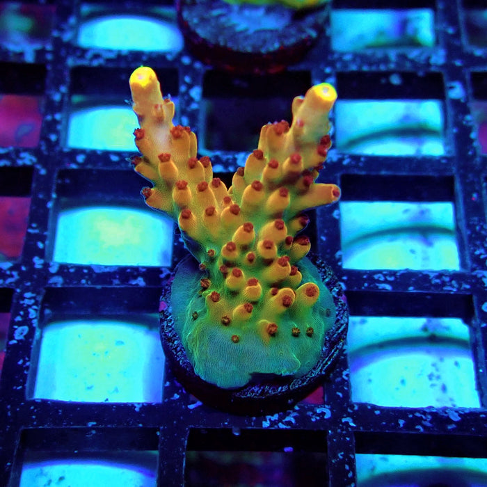 Pink-Purple Phoenix Acro