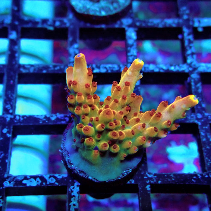 Pink-Purple Phoenix Acro