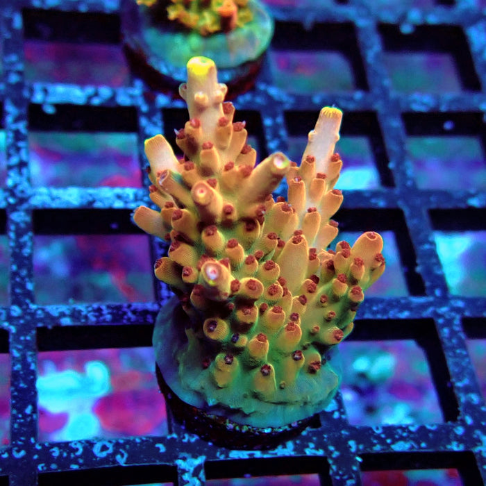 Pink-Purple Phoenix Acro
