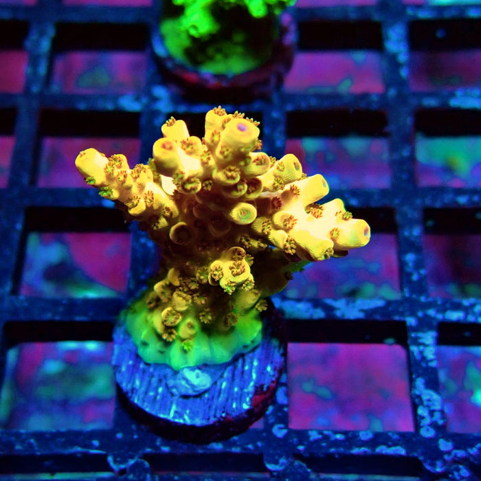 Orange Microclados Acro
