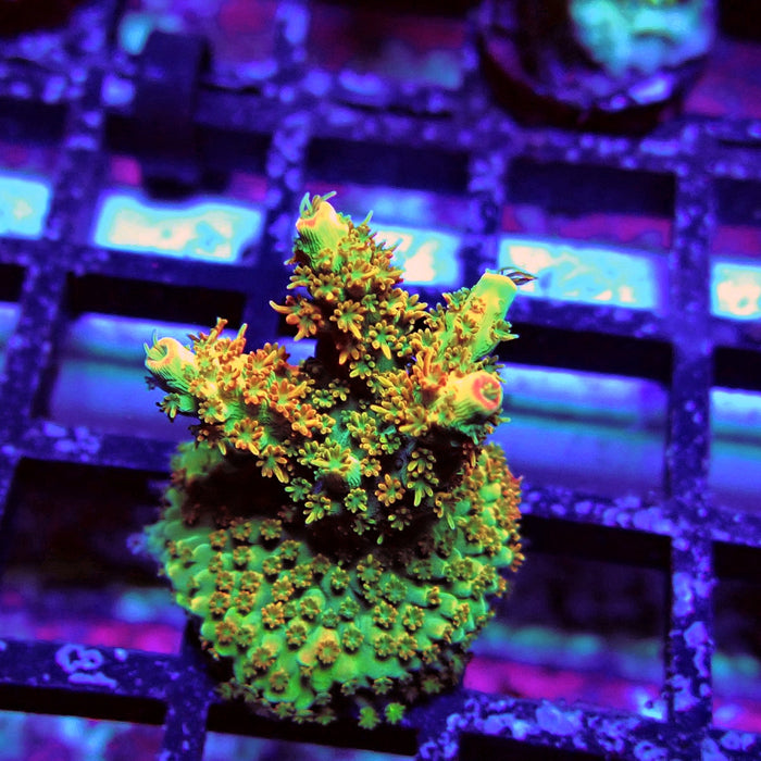 Aquaculture Frag Acro