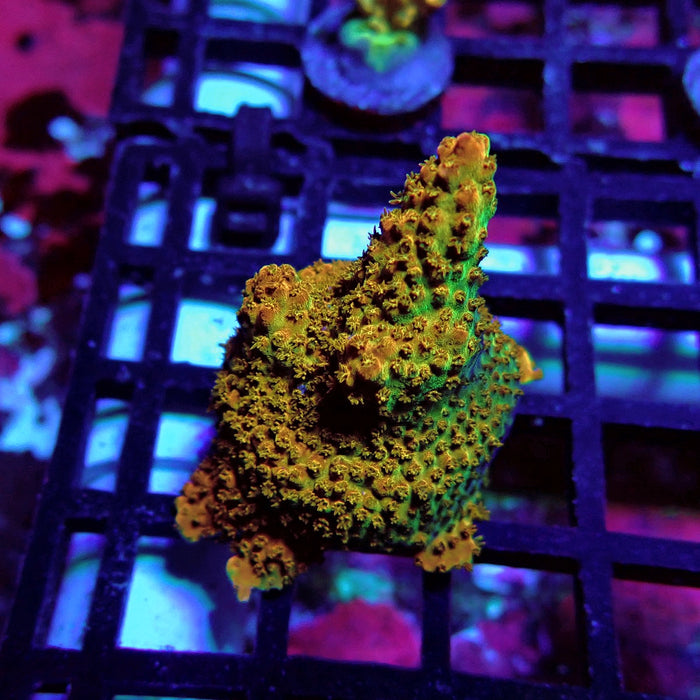 Aquaculture Frag Acro