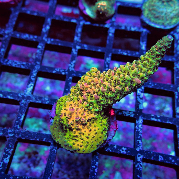 Aquaculture Frag Acro