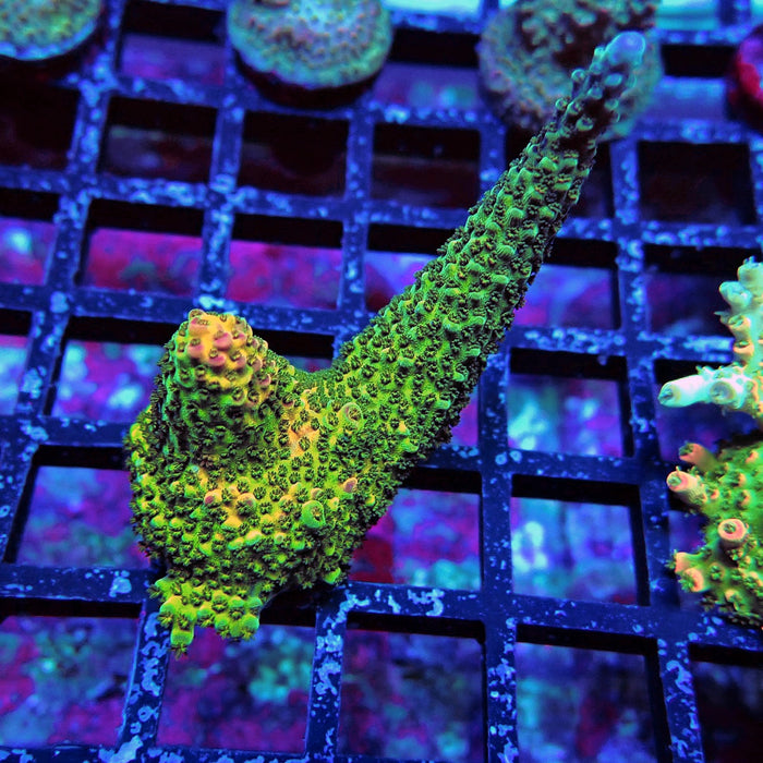 Aquaculture Frag Acro