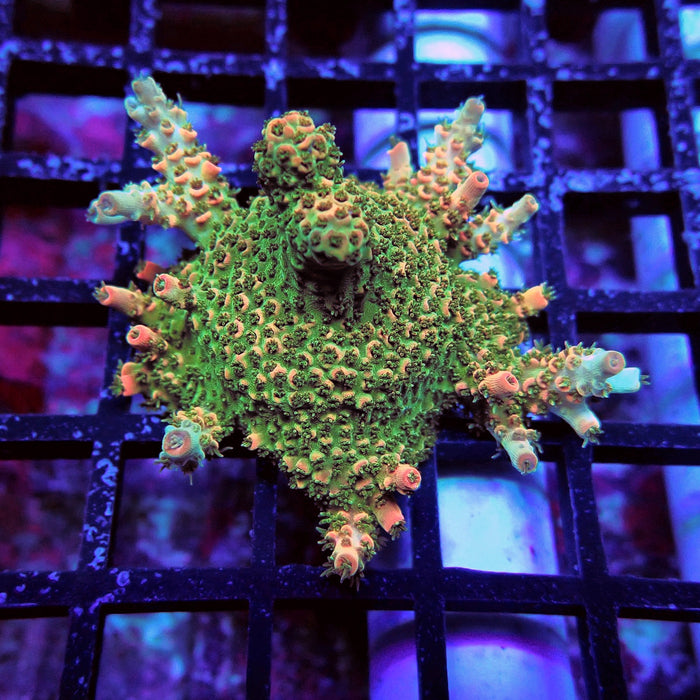Aquaculture Frag Acro