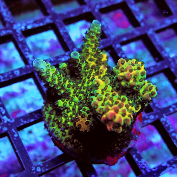 Aquaculture Frag Acro
