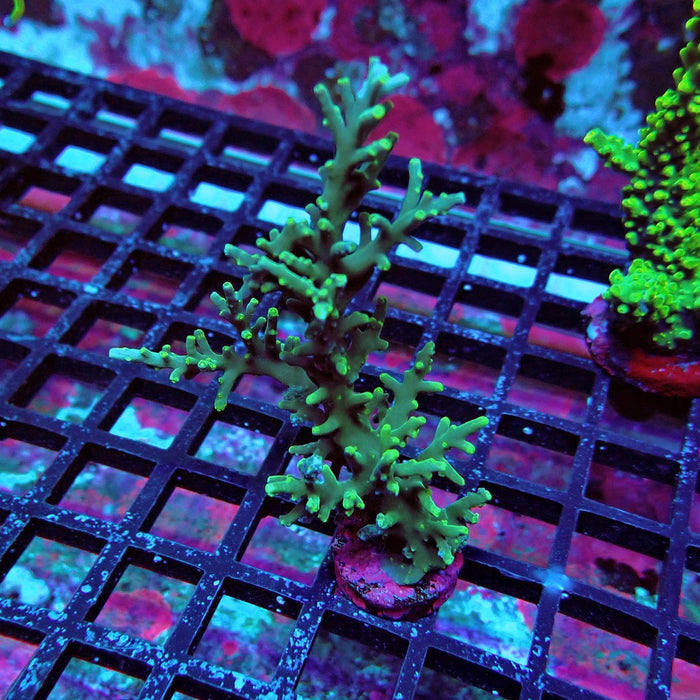 Aquaculture Frag Acro