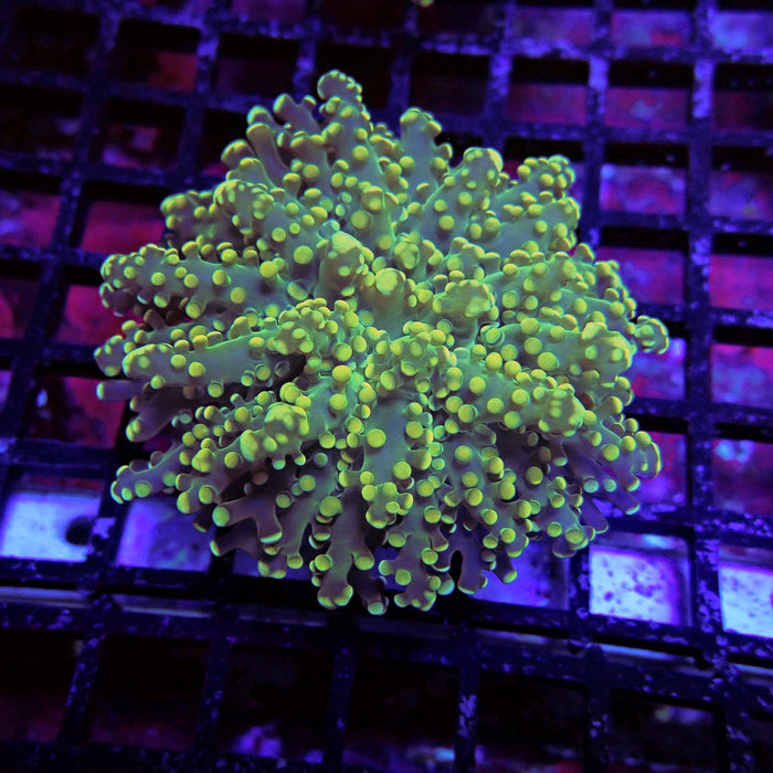 Yellow Frogspawn Euphyllia