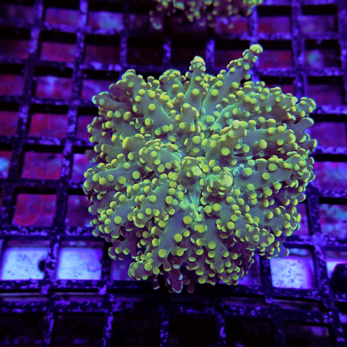 Yellow Frogspawn Euphyllia