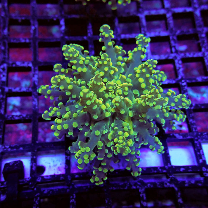 Yellow Frogspawn Euphyllia