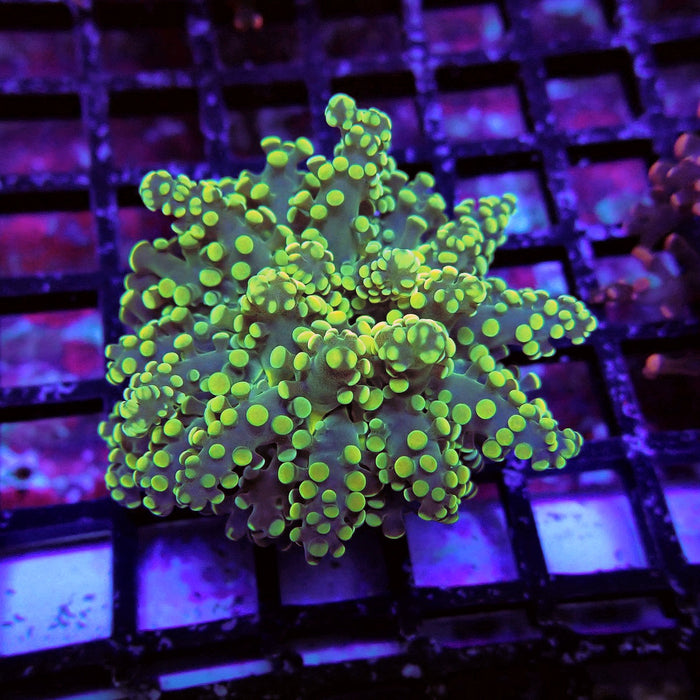 Yellow Frogspawn Euphyllia