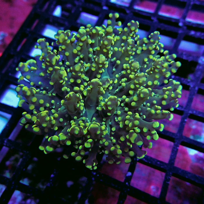 Yellow Green Frogspawn Euphyllia