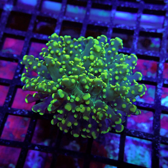 Yellow Green Frogspawn Euphyllia