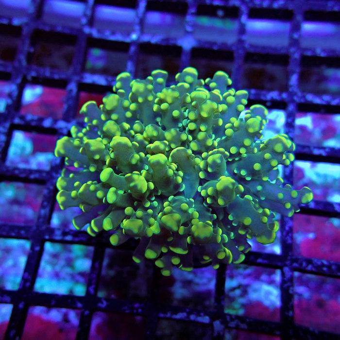 Yellow Green Frogspawn Euphyllia