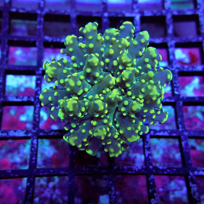 Yellow Green Frogspawn Euphyllia