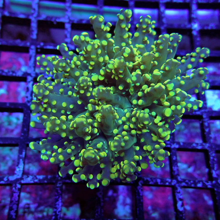 Yellow Green Frogspawn Euphyllia