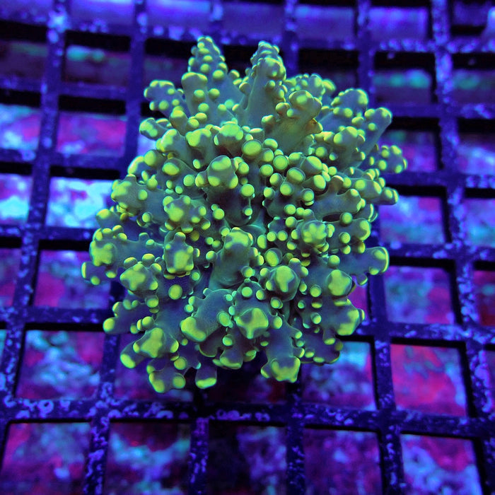 Yellow Green Frogspawn Euphyllia