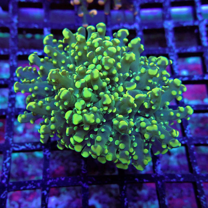 Yellow Green Frogspawn Euphyllia