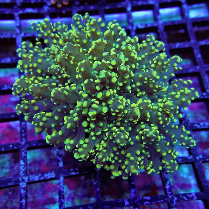 Yellow Green Frogspawn Euphyllia