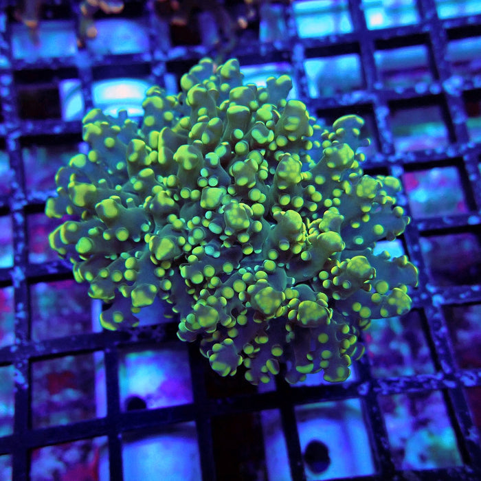 Yellow Green Frogspawn Euphyllia