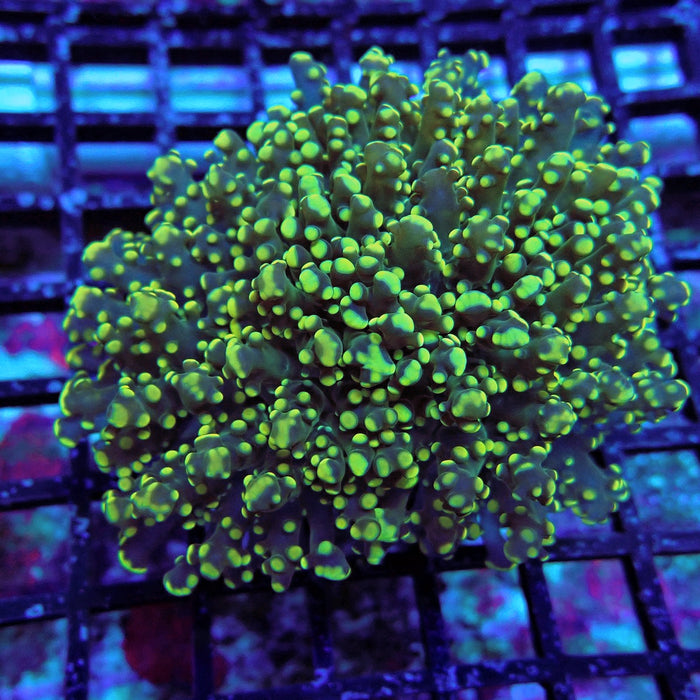 Yellow Green Frogspawn Euphyllia