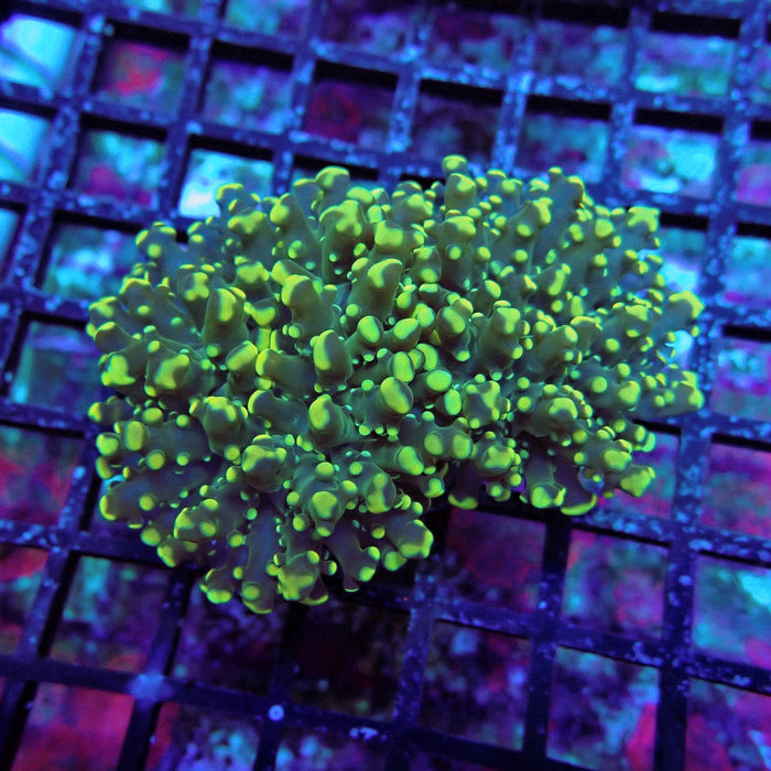 Yellow Green Frogspawn Euphyllia