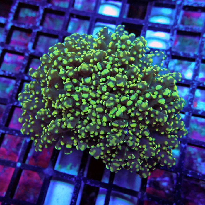 Yellow Green Frogspawn Euphyllia
