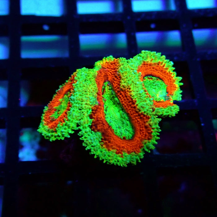 Acan Lord Coral Frag (2)