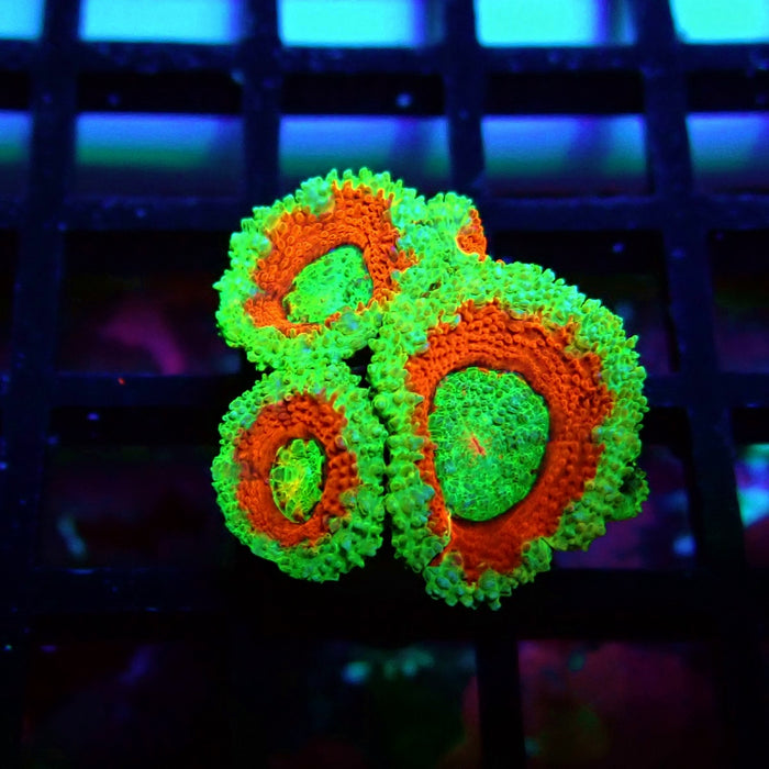 Acan Lord Coral Frag (2)