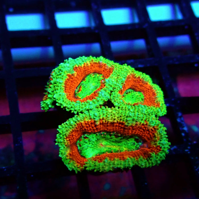 Acan Lord Coral Frag (2)