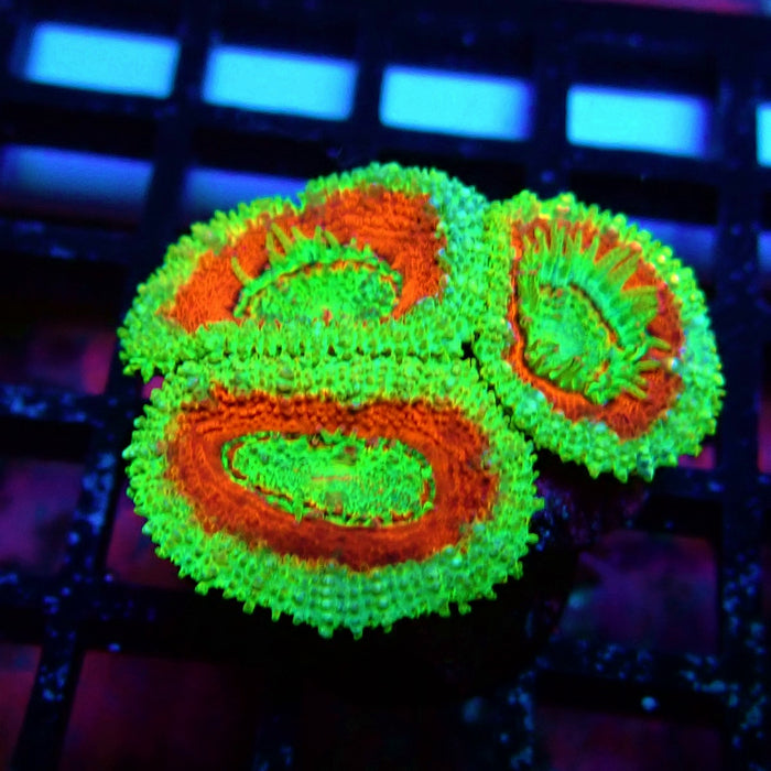 Acan Lord Coral Frag (2)