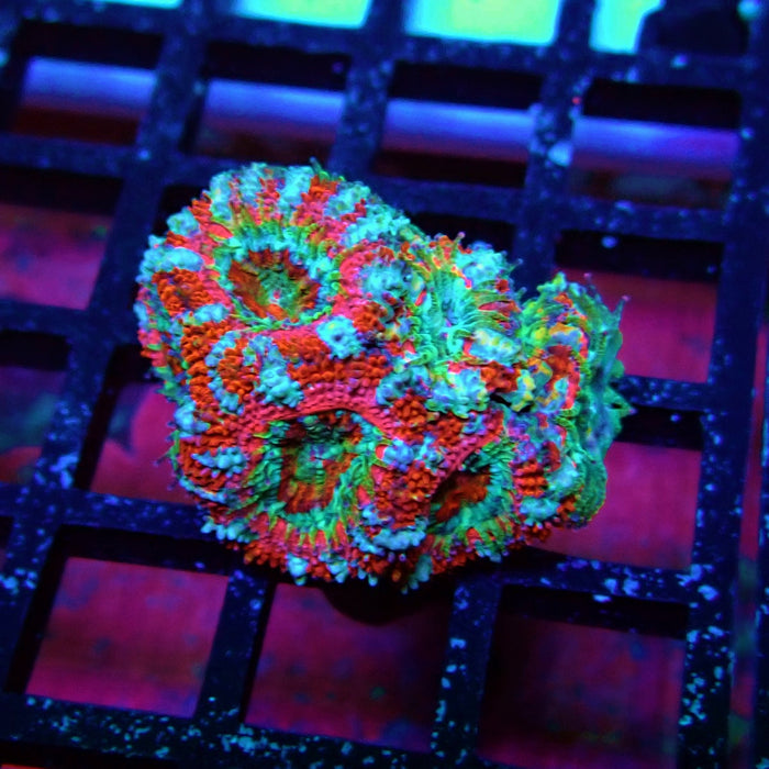 Acan Lord Coral Frag (3)