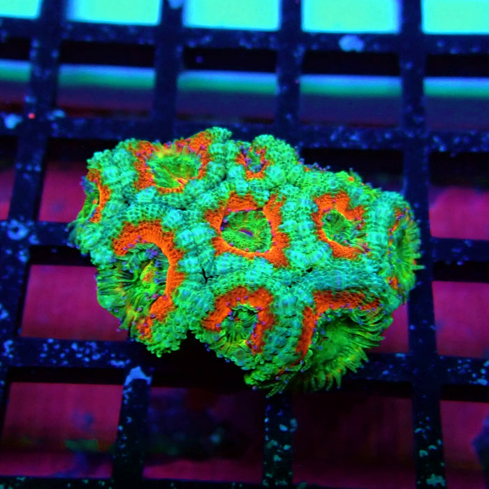 Acan Lord Coral Frag (4)