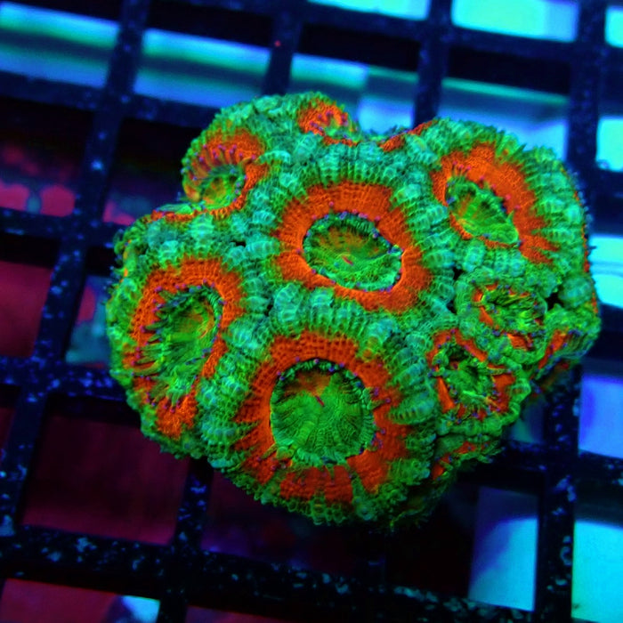 Acan Lord Coral Frag (4)