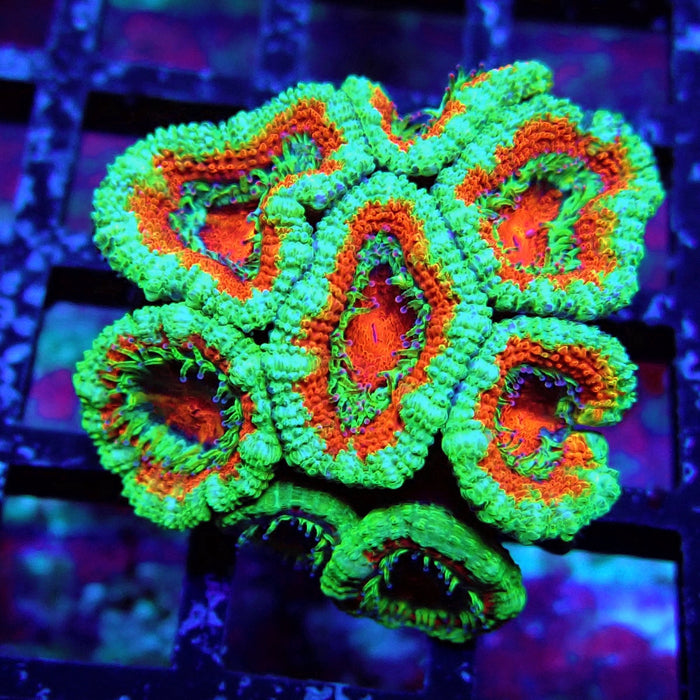 Acan Lord Coral Frag (12)
