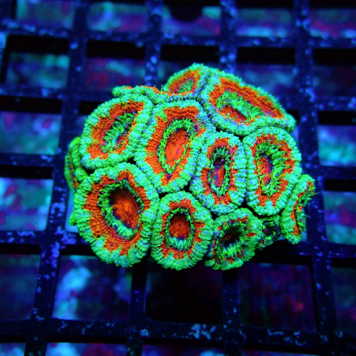 Acan Lord Coral Frag (12)