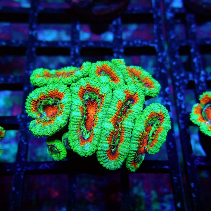 Acan Lord Coral Frag (12)