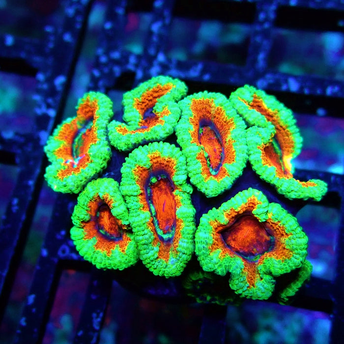 Acan Lord Coral Frag (12)