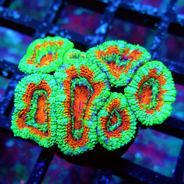Acan Lord Coral Frag (12)